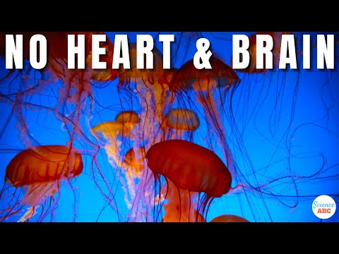 How to live without a heart or a brain - Lessons from a Jellyfish