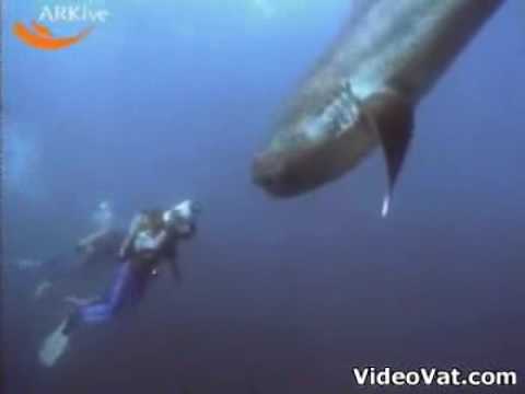 rare megamouth shark