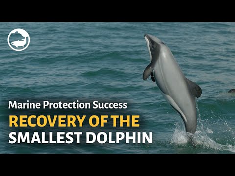 Marine Protected Areas Success Stories: Saving Hector&#039;s Dolphins!