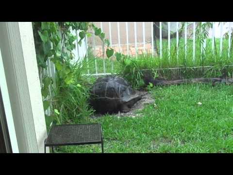 rain &amp; tortoise