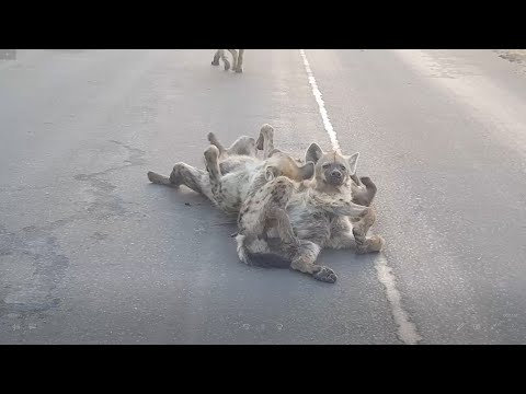 Hyenas having a blast rolling in vomit...