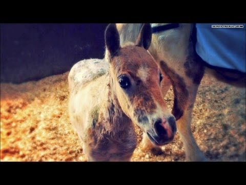 ベラとバターズコッチの物語