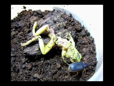 beetle eats tree frog