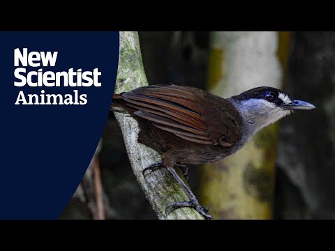 Watch first footage of Asia’s long-lost bird, the black-browed babbler