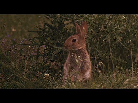 Watership Down and Richard Adams Documentary