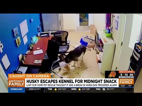 Husky escapes kennel, tries to let other dogs out at Tempe rescue