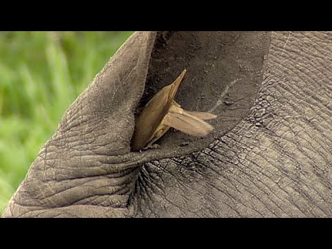 Birds Helping Rhino to Clean its Ear