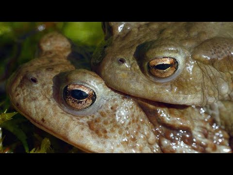 The Surprisingly Violent Mating Ritual of the Common Toad (4K)