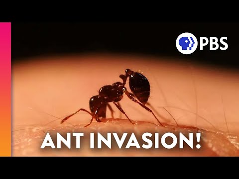 How Fire Ants Took Over America 🔥🔥🔥🔥🔥