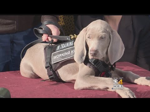 Museum Of Fine Arts Welcomes New &#039;Pest Detection&#039; Dog