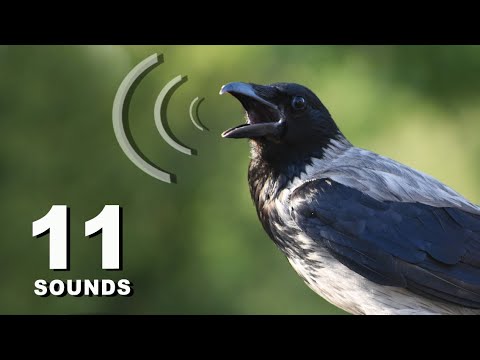 11 Crow Sounds &amp; Calls