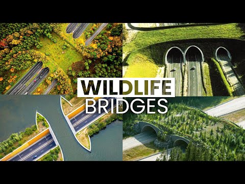 10 Fascinating Facts about Wildlife Bridges - 1