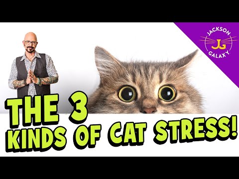 My Cat is Stressed! What You Can Do!