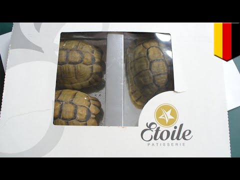 Man tries to sneak tortoise pastries through airport, fails - TomoNews