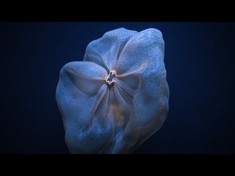 Shapeshifting Deepstaria Jelly | Nautilus Live