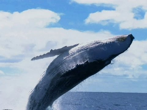 Return of the humpbacks