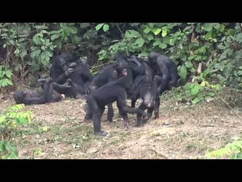 Bonobos Being Bonobos