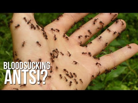 Dracula Ants: Do They Want to Suck Your Blood?