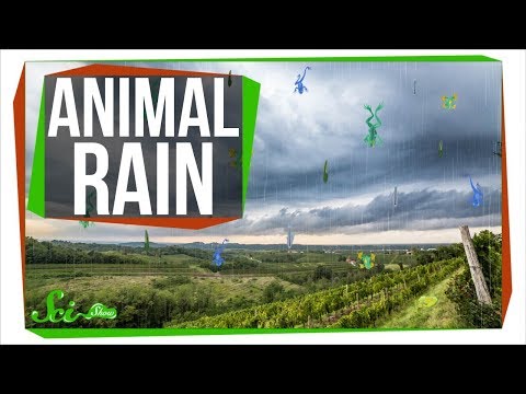 Why Frogs Sometimes Fall From the Sky