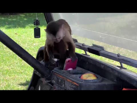 Monkey accidentally calls 911 from zoo in Paso Robles