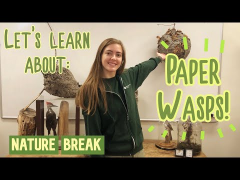 Nature Break - Paper Wasps