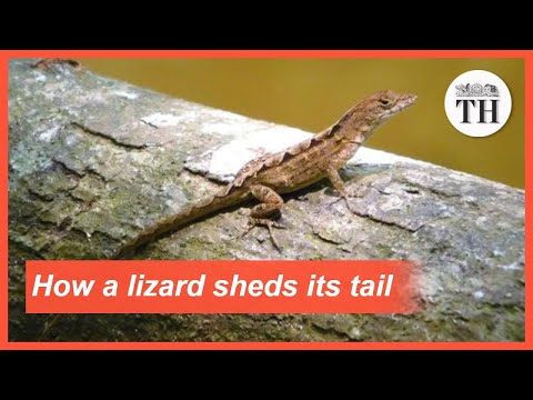 How does a lizard lose its tail?