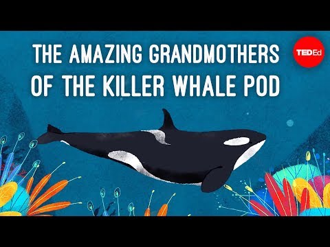 Inside the killer whale matriarchy - Darren Croft