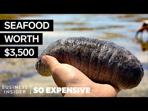 Why Sea Cucumbers Are So Expensive | So Expensive