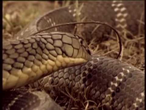 10 Reasons Snakes Are Even Creepier Than You Thought - 53