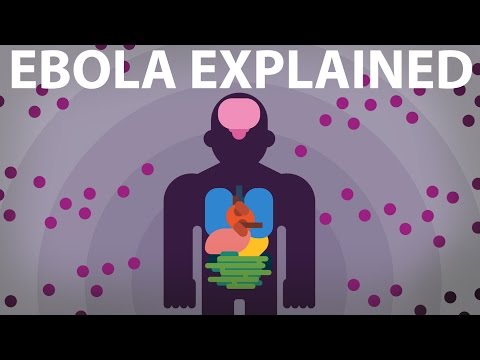 The Ebola Virus Explained — How Your Body Fights For Survival