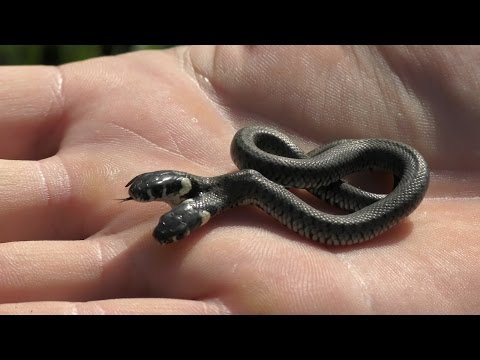 Two-Headed Snake Found In Croatia