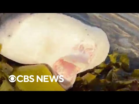 Mysterious sea creature washes ashore in Sydney&#039;s Bondi Beach
