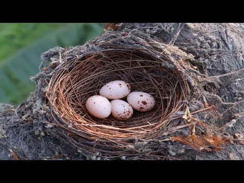 Indian Black Drongo Bird Nest And Eggs