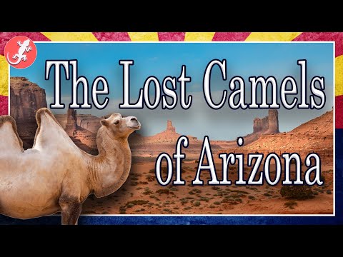 The Lost Camels of Arizona