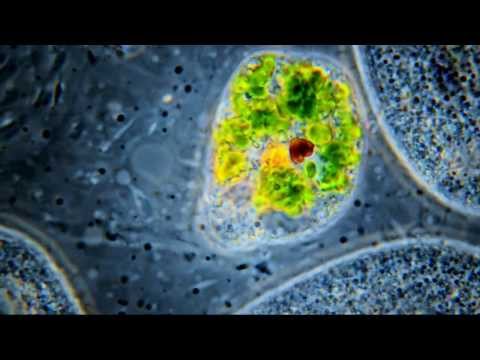 Amazing Microscopic HD Video! Euglena veridis. Structural Detail @ 1000X. 1080p!