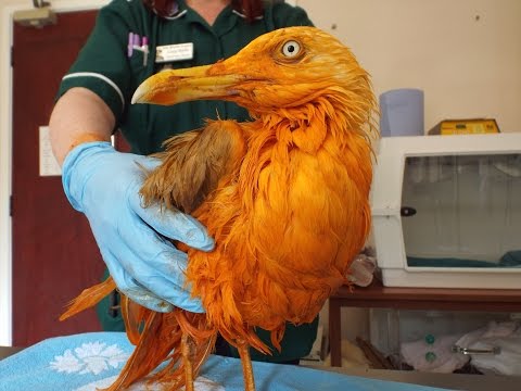 Gull fell into a vat of curry!! Watch to the end to see him today!
