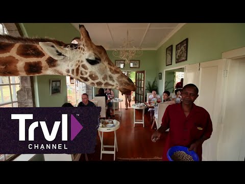 Dine With Giraffes at Giraffe Manor | Travel Channel