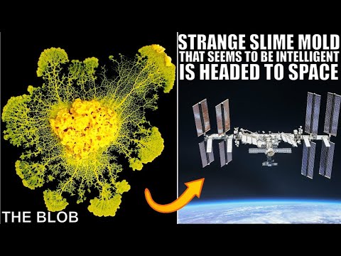 Is Slime Mold Actually Intelligent? New Studies Suggest So