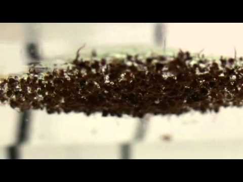 A group of floating fire ants