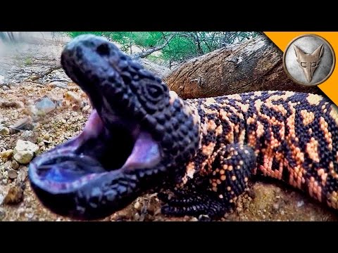 Gila Monster BITE!