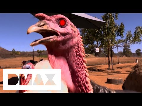 &quot;I Am A Turkey Attack Survivor&quot; | When Turkeys Attack