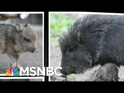 Speeding Javelina Captures Our Hearts | All In | MSNBC