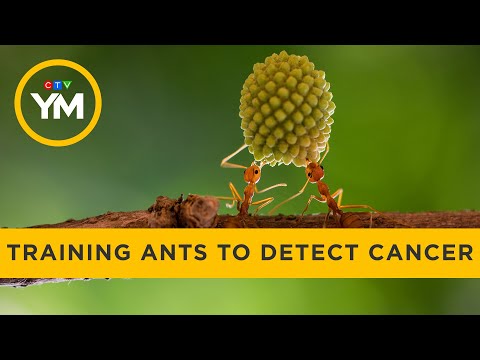 New study finds ants can be trained to detect cancer | Your Morning