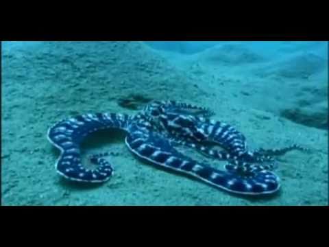 Most intelligent Mimic Octopus in the world