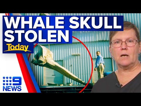 Most bizarre robbery in history? Whale skull stolen from museum | 9 News Australia