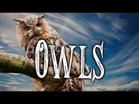 Owl superstitions and lore