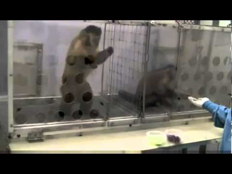 Capuchin Monkeys Reject Unequal Pay
