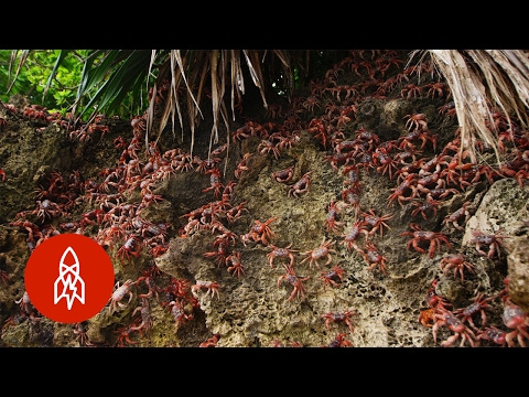 Christmas Island&#039;s Red Crab Invasion | That&#039;s Amazing