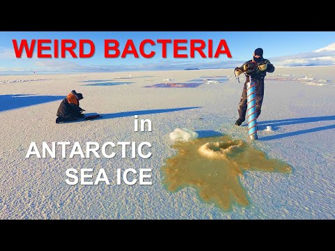 The Mysterious World of Antarctic Bacteria