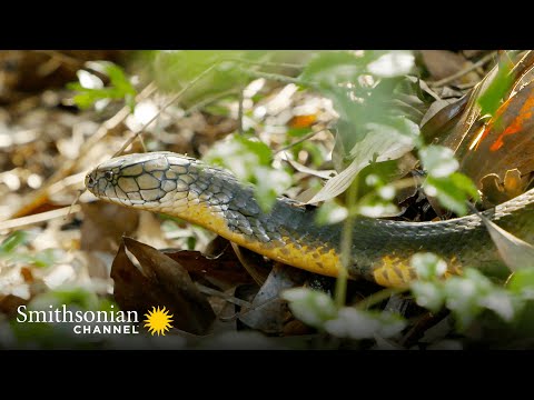 Fascinating: This King Cobra Creates an Elaborate Nest 🥚 Into The Wild India | Smithsonian Channel